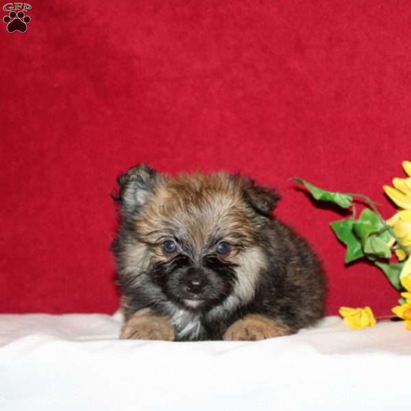 Tiberius, Pomeranian Puppy